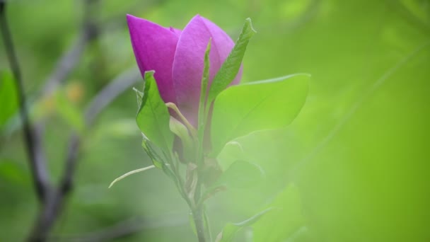 Trevlig Vårblomma Magnolia Träd Gren Natur Makro Video Närbild — Stockvideo