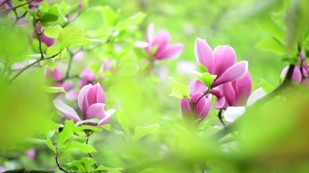 Trevlig Vårblomma Magnolia Träd Gren Natur Makro Video Närbild — Stockvideo