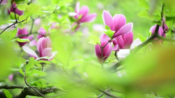 Niza Primavera Flor Magnolia Árbol Rama Naturaleza Macro Vídeo Cerca — Vídeos de Stock