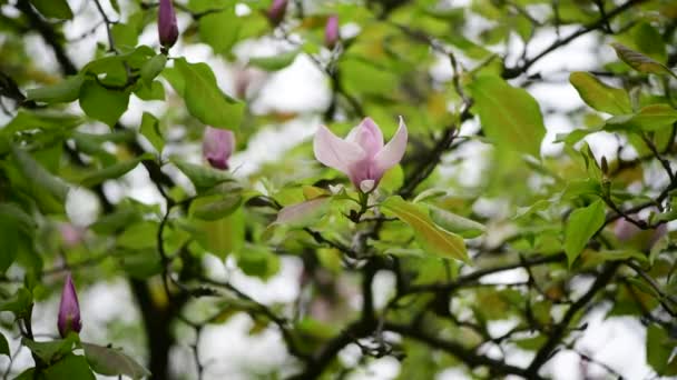 Trevlig Vårblomma Magnolia Träd Gren Natur Makro Video Närbild — Stockvideo