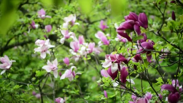 Trevlig Vårblomma Magnolia Träd Gren Natur Makro Video Närbild — Stockvideo