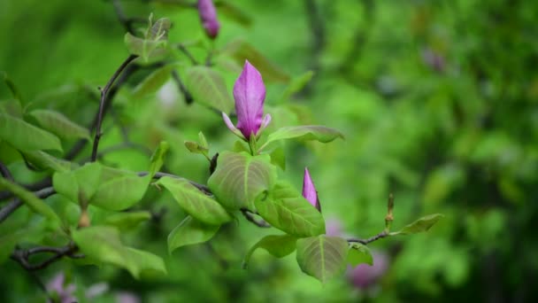 Niza Primavera Flor Magnolia Árbol Rama Naturaleza Macro Vídeo Cerca — Vídeos de Stock