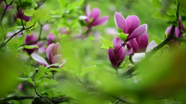 Pěkná Jarní Květina Magnolia Větev Přírodní Makro Video Zblízka — Stock video
