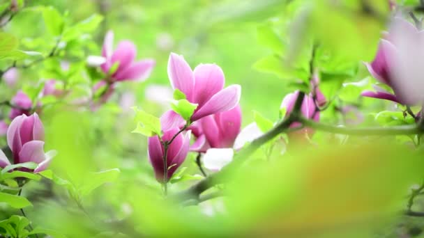 Belle Printemps Fleur Magnolia Arbre Branche Nature Macro Vidéo Close — Video