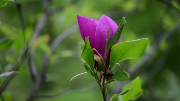 Niza Primavera Flor Magnolia Árbol Rama Naturaleza Macro Vídeo Cerca — Vídeos de Stock