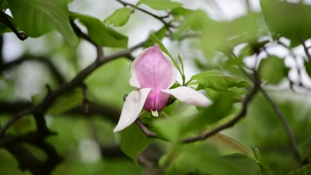 Bella Primavera Fiore Magnolia Albero Ramo Natura Macro Video Vicino — Video Stock