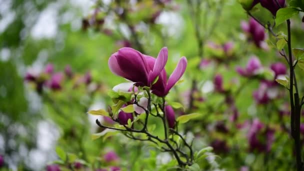 Ωραίο Λουλούδι Άνοιξη Δέντρο Μανόλια Κλαδί Φύση Μακρο Βίντεο Κοντινό — Αρχείο Βίντεο