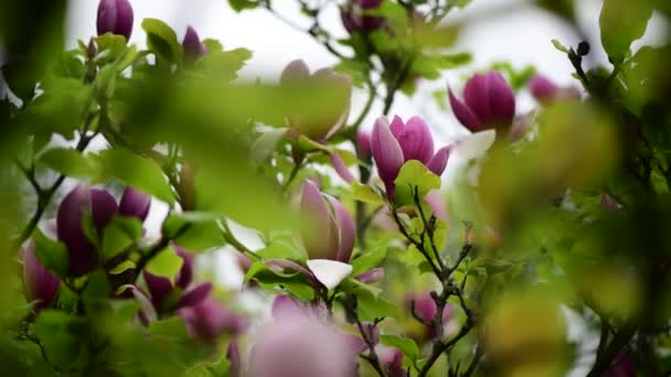 Pěkná Jarní květina Magnolia větev přírodní makro 4k video zblízka