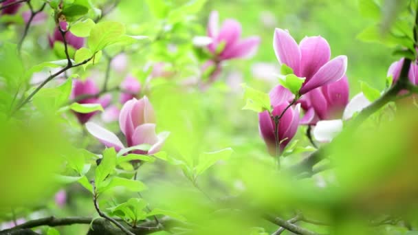 Belle Printemps Fleur Magnolia Arbre Branche Nature Macro Vidéo Close — Video