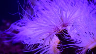 Mercan resif akvaryum balık anemones deniz okyanus suyu 4k video kadar yakın