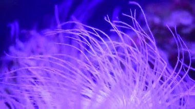 Mercan resif akvaryum balık anemones deniz okyanus suyu 4k video kadar yakın