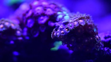 Mercan resif akvaryum balık anemones deniz okyanus suyu 4k video kadar yakın