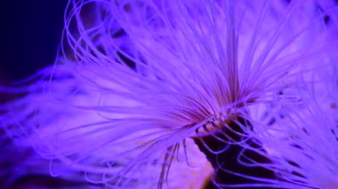 Mercan resif akvaryum balık anemones deniz okyanus suyu 4k video kadar yakın