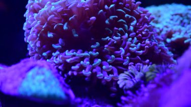 Mercan resif akvaryum balık anemones deniz okyanus suyu 4k video kadar yakın