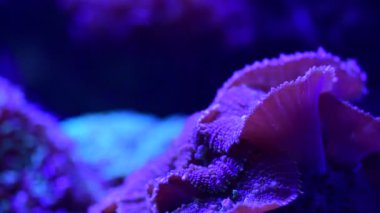 Mercan resif akvaryum balık anemones deniz okyanus suyu 4k video kadar yakın