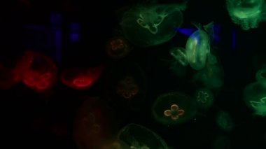 Düşük anahtar denizanası deniz tuzlu su tankı akvaryum okyanus yaşamı karanlık su 4k video