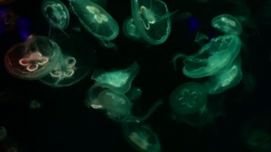 Düşük anahtar denizanası deniz tuzlu su tankı akvaryum okyanus yaşamı karanlık su 4k video