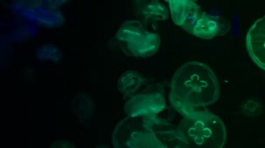 Düşük anahtar denizanası deniz tuzlu su tankı akvaryum okyanus yaşamı karanlık su 4k video