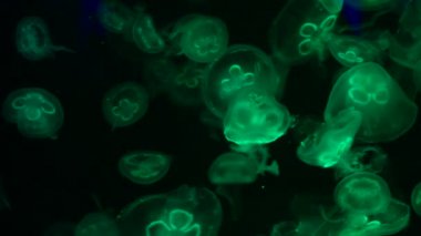 Düşük anahtar denizanası deniz tuzlu su tankı akvaryum okyanus yaşamı karanlık su 4k video