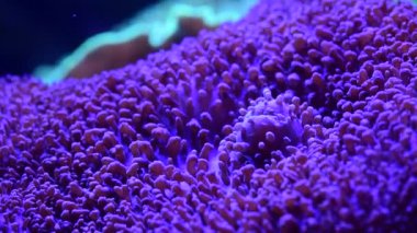 Mercan resif akvaryum balık anemones deniz okyanus suyu 4k video kadar yakın