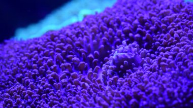 Mercan resif akvaryum balık anemones deniz okyanus suyu 4k video kadar yakın