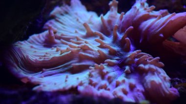 Mercan resif akvaryum balık anemones deniz okyanus suyu 4k video kadar yakın