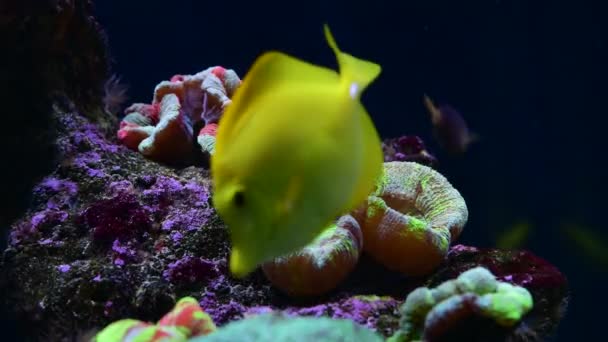 Coral Recife Aquário Peixes Anêmonas Close Mar Oceano Água Vídeo — Vídeo de Stock