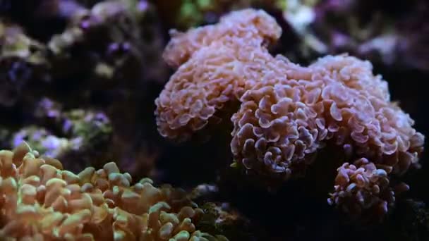 Coral Arrecife Acuario Peces Anémonas Cerca Mar Océano Agua Video — Vídeo de stock