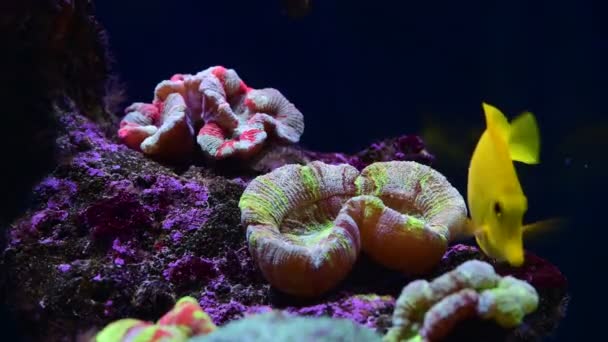 Coral Arrecife Acuario Peces Anémonas Cerca Mar Océano Agua Video — Vídeos de Stock