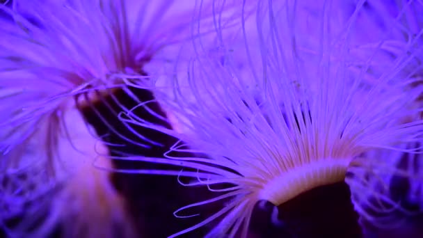 Mercan Resif Akvaryum Balık Anemones Deniz Okyanus Suyu Video Kadar — Stok video