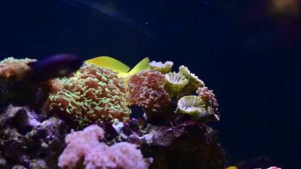 Coral Reef Aquarium Vis Anemonen Close Zee Oceaan Water Video — Stockvideo