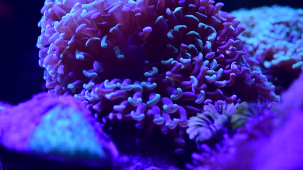 Coral Recife Aquário Peixes Anêmonas Close Mar Oceano Água Vídeo — Vídeo de Stock