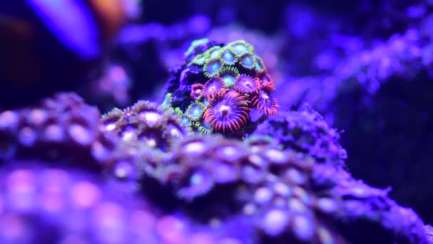 Coral Arrecife Acuario Peces Anémonas Cerca Mar Océano Agua Video — Vídeo de stock