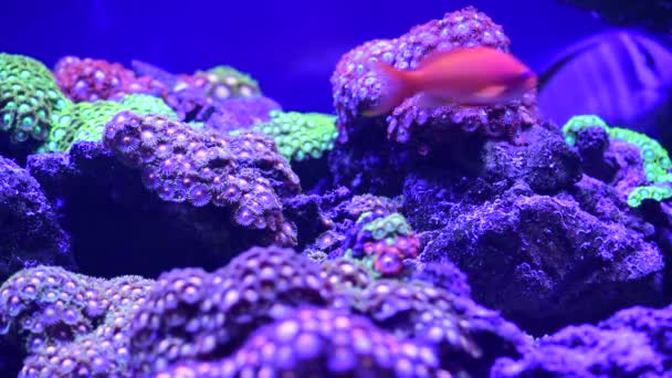 Coral Reef Aquarium Fish Anemones Close Sea Ocean Water Video — Stock Video