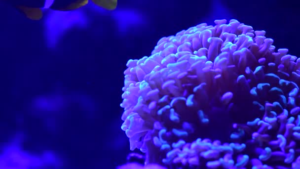 Coral Arrecife Acuario Peces Anémonas Cerca Mar Océano Agua Video — Vídeo de stock