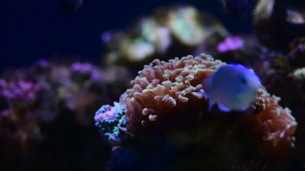 Korallenriff Aquarium Fische Anemonen Nahaufnahme Meerwasser Video — Stockvideo