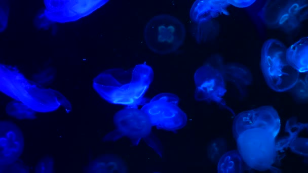 Low Key Jellyfish Morski Akwarium Woda Morska Ocean Życie Ciemne — Wideo stockowe