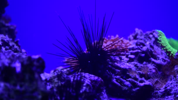 Sea Urchin Walking Havet Djur Wild Life Video — Stockvideo
