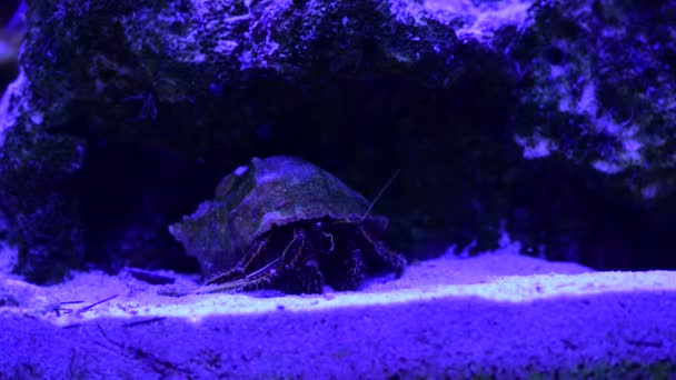 Hermit Krab Kruipen Bodem Van Oceaan Zand Natuur Zee Leven — Stockvideo