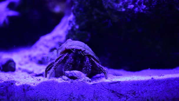 Ermitaño Cangrejo Arrastrándose Fondo Del Océano Arena Naturaleza Mar Vida — Vídeo de stock