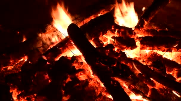素敵な焚き火木の火の自然は4Kビデオを閉じます — ストック動画