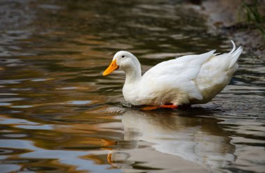 Göl doğa vahşi kuşlar yaşam üzerinde Nice beyaz kaz