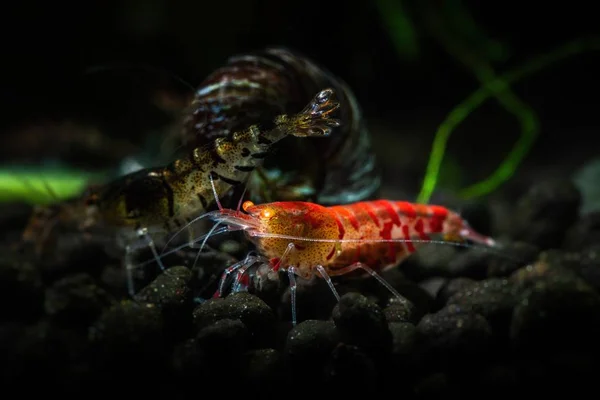 Red tiger shrimp orange eye aquarium freshwater — Stock Photo, Image