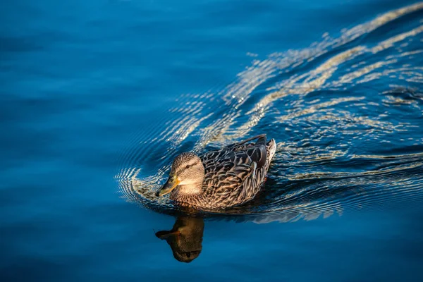 Bonito pato joven sudando en el agua del lago azul naturaleza — Foto de Stock