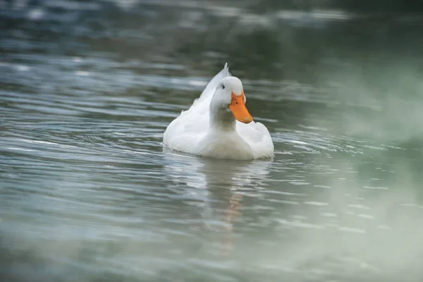 Ωραίο χιόνι λευκή χήνα στη λίμνη φύση άγρια πτηνά — Φωτογραφία Αρχείου