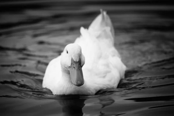 Nice snow white goose on lake nature wild birds — Stock Photo, Image