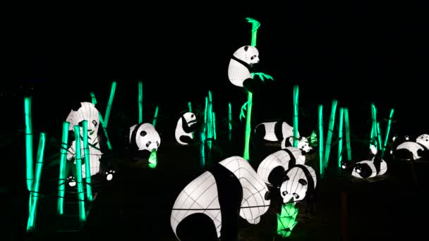 Панда Медведи Китайский Фонарь Шоу Цвета Ночью Огни Киев Украина — стоковое видео