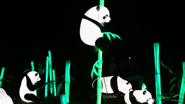 Panda Bears Chinese Lantern Show Color Art Night Lights Kiev — Stock Video