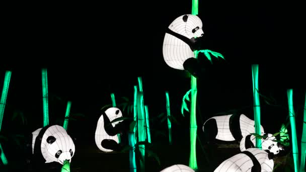 Panda Φέρει Κινέζικο Φανάρι Δείχνουν Χρώματα Τέχνης Νυχτερινή Φως Κίεβο — Αρχείο Βίντεο