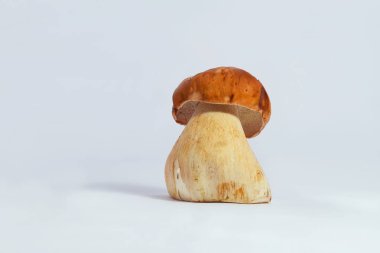 Boletus edulis kral bolete beyaz yakın porcini kadar